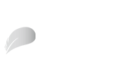 鹅毛智选